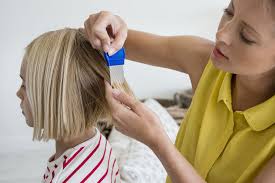 7 best head lice treatments 2020 how