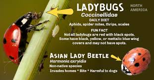 Should I Buy Ladybugs For My Garden