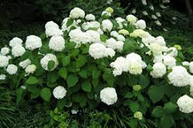 Keep that in mind if you frequently bring flowers into your home. Hydrangea Aspca