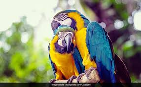 exotic macaw found in indore shifted