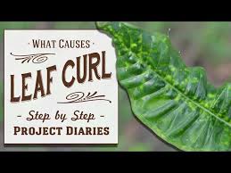 treat leaf curl yellowing leaves