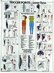 Healthquest St John Neuromuscular Anatomy And Massage Charts