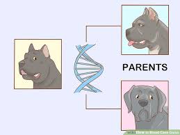 How To Breed Cane Corso With Pictures Wikihow