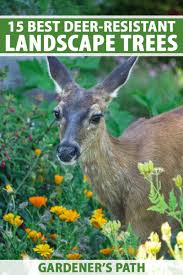 15 best deer resistant landscape trees