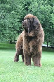 Learn about your this breed of dog with our extensive breed profile. Newfoundlands Moore Family Newfoundlands More