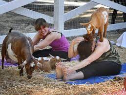 yoga with goats craze takes off in us