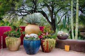 Cactus In Large Colorful Flower Pots In
