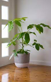 5 Best Large Indoor Plants That Make A