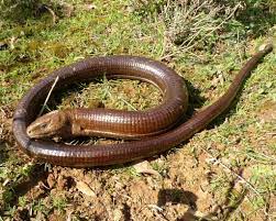 Shipping your european legless lizard we charge a flat $44.99 for overnight delivery to your doorstep, regardless of the number of reptiles, amphibians, or inverts you buy. European Glass Lizard Reptiles Of Serbia Guide Inaturalist