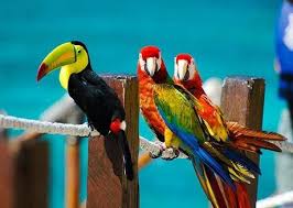 sop for import of exotic birds in india