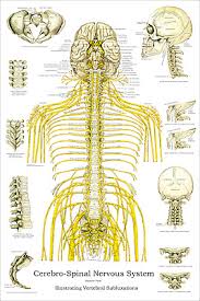 Spinal Nerves And Vertebral Subluxations Poster 24 X 36 Chiropractic Wall Chart Ebay