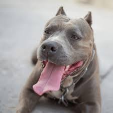 Male pit bulls usually weigh between 35 and 65 pounds. How Long Do Pitbulls Live What Is The Typical Pitbull Lifespan