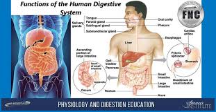 physiology and digestion education for