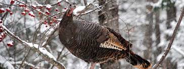 will-turkeys-eat-snow