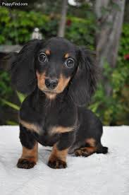 With the wild looking coat, they require brushing a few times a week to black and cream dachshund. Black And Tan Long Hair Doxie Pup Dachshunds Pinterest Daschund Puppies Long Haired Dachshund Dachshund Dog