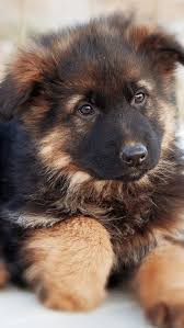 cute german shepherd dog 750x1334