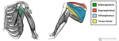 The shoulder girdle consists of the clavicle (collar bone) and the scapula (shoulder blade) which generally move together as a unit. The Shoulder Joint Structure Movement Teachmeanatomy