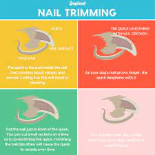 diy nail t for dogs a step by
