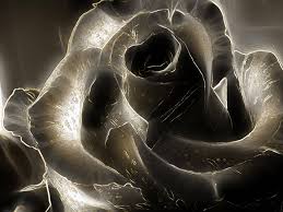 black rose wallpapers for free