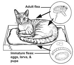 control fleas on your pet in your