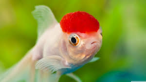 red cap oranda goldfish ultra hd