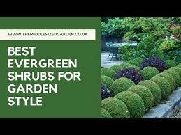 the best evergreen shrubs for clipping