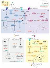 IJMS | Free Full-Text | MicroRNAs in T Cell-Immunotherapy