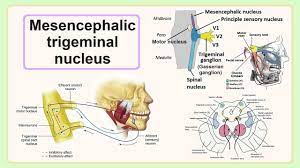 mesencephalic trigeminal nucleus you
