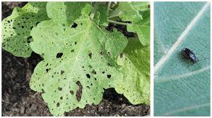the 10 worst vegetable garden bugs and