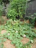 Image result for Growing Cantaloupe