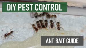 ant colony with bait ant bait guide