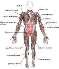 Back view of muscles, skeleton, organs, nervous system. Vhgrwjrgyioclm