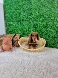 dachshund singapore adorable puppies