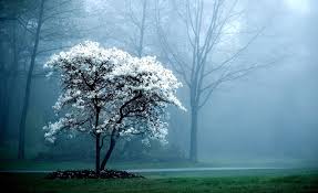 100 white tree wallpapers