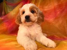 This is assuming they are. For Sale Female Apricot And White Cockapoo Puppy Dob 7 28 18 975