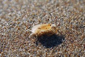 Sand Fleas What Are They And How Do