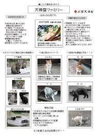 高槻の“猫名所”を知っていますか？』 ～ 猫が守護天神！ 日本で２番目に古い歴史をもつ天満宮！ ～│たかつきニュース