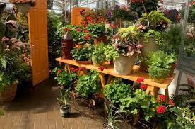 Greenhouse Plants Plant Wasco