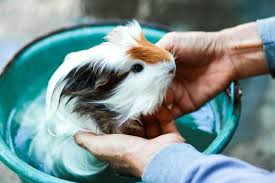 guinea pigs are the perfect homestead pet