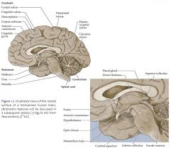 surface anatomy of the brain