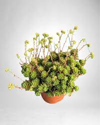 sedum spurium plant succulent