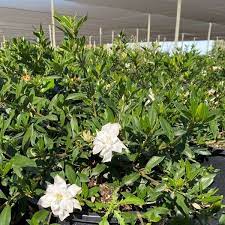 Everblooming Gardenia Bush For At