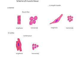 Related posts of simple human muscle diagram. Human Muscle Cell Diagram Koibana Info Cell Diagram Muscle Muscle Function