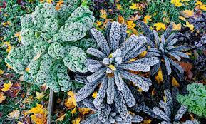 Protect Outdoor Plants From Frost