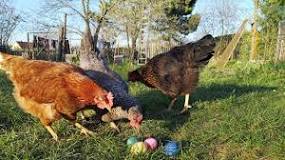 Wo Kommen Die Eier Bei Den Hühnern Raus? - TiereWiki