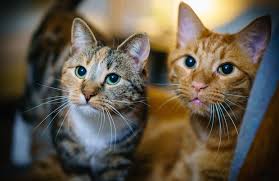 Male cats tend to be much larger than females. Are All Orange Cats Male And All Calico Cats Female