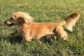 quality miniature dachshund puppies