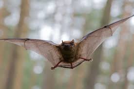 tips to attract bats to your yard in