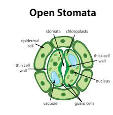 stomata diagram definition functions