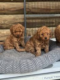 red toy poodle puppies dogs